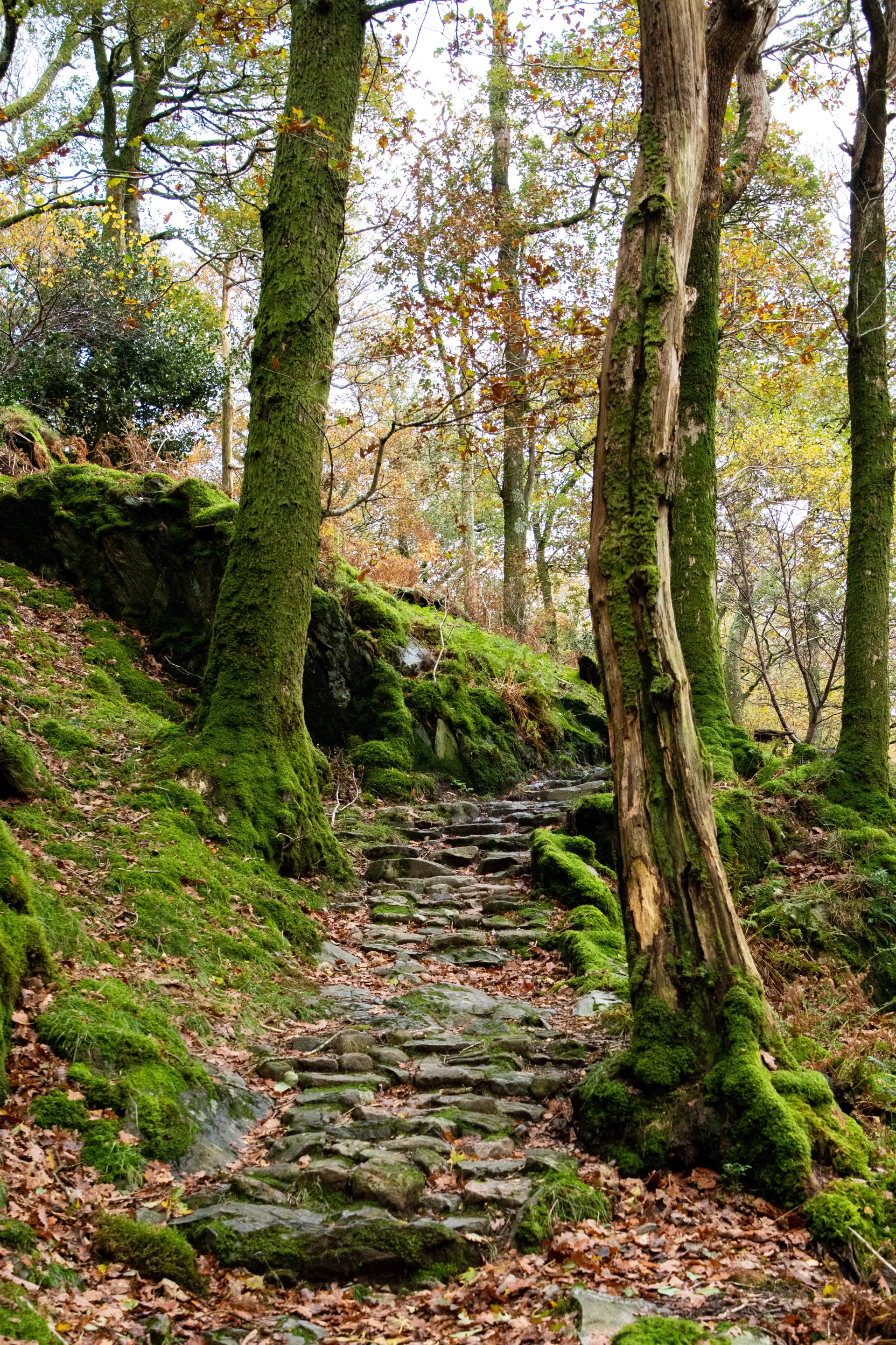 Home Page Background